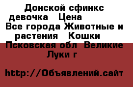 Донской сфинкс девочка › Цена ­ 15 000 - Все города Животные и растения » Кошки   . Псковская обл.,Великие Луки г.